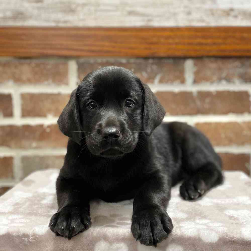 Female Labrador Retriever puppy for sale at Shake A Paw Green Brook.