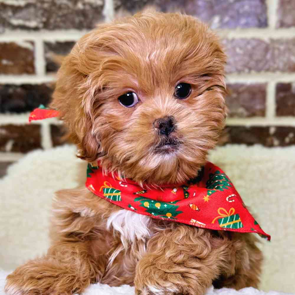 Female Pekingese / Poodle puppy for sale at Shake A Paw Union.