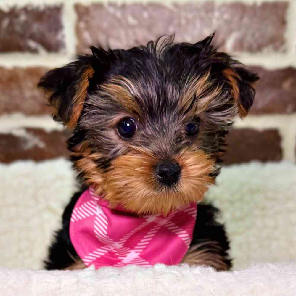 Female Yorkshire Terrier puppy for sale at Shake A Paw Union.