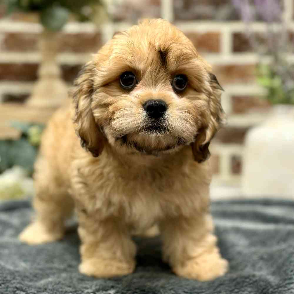 Female Cavachon puppy for sale at Shake A Paw Union.