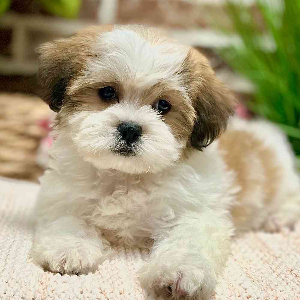 Female Shih Tzu / Bichon puppy for sale at Shake A Paw Green Brook.