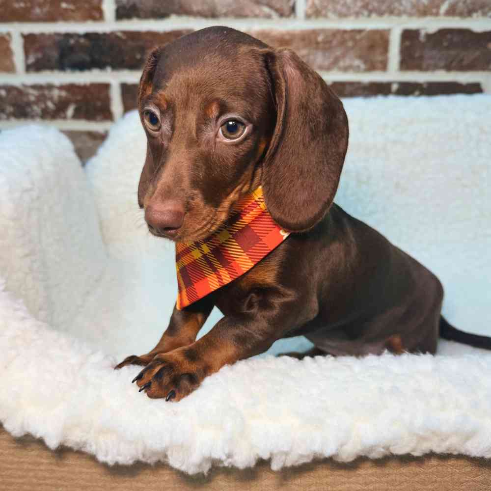 Male Dachshund puppy for sale at Shake A Paw Union.