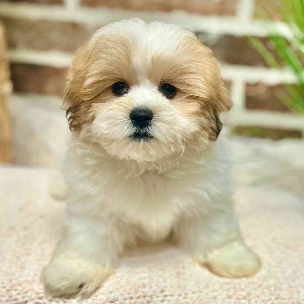 Female Shih Tzu / Bichon puppy for sale at Shake A Paw Green Brook.