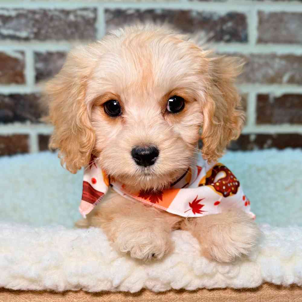 Female Cavachon puppy for sale at Shake A Paw Union.