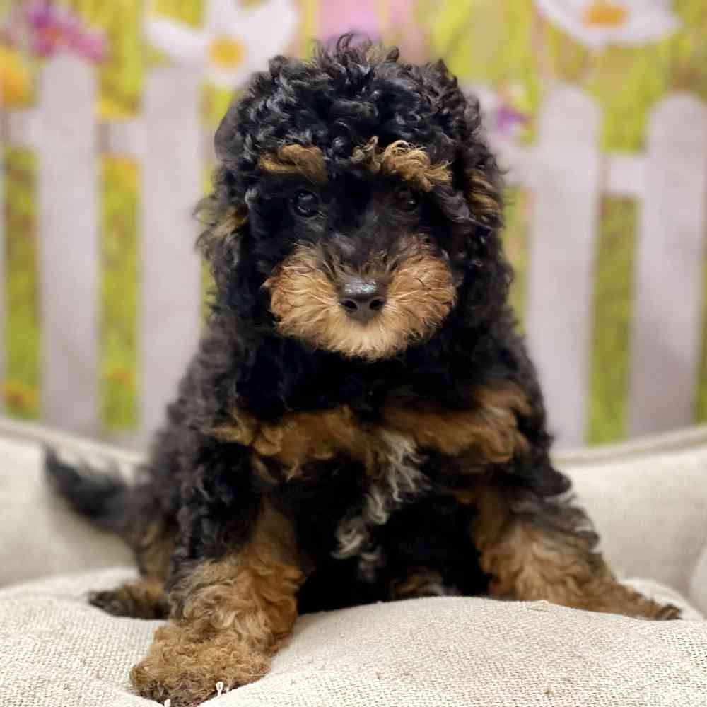 Male Cavapoo puppy for sale at Shake A Paw Union.