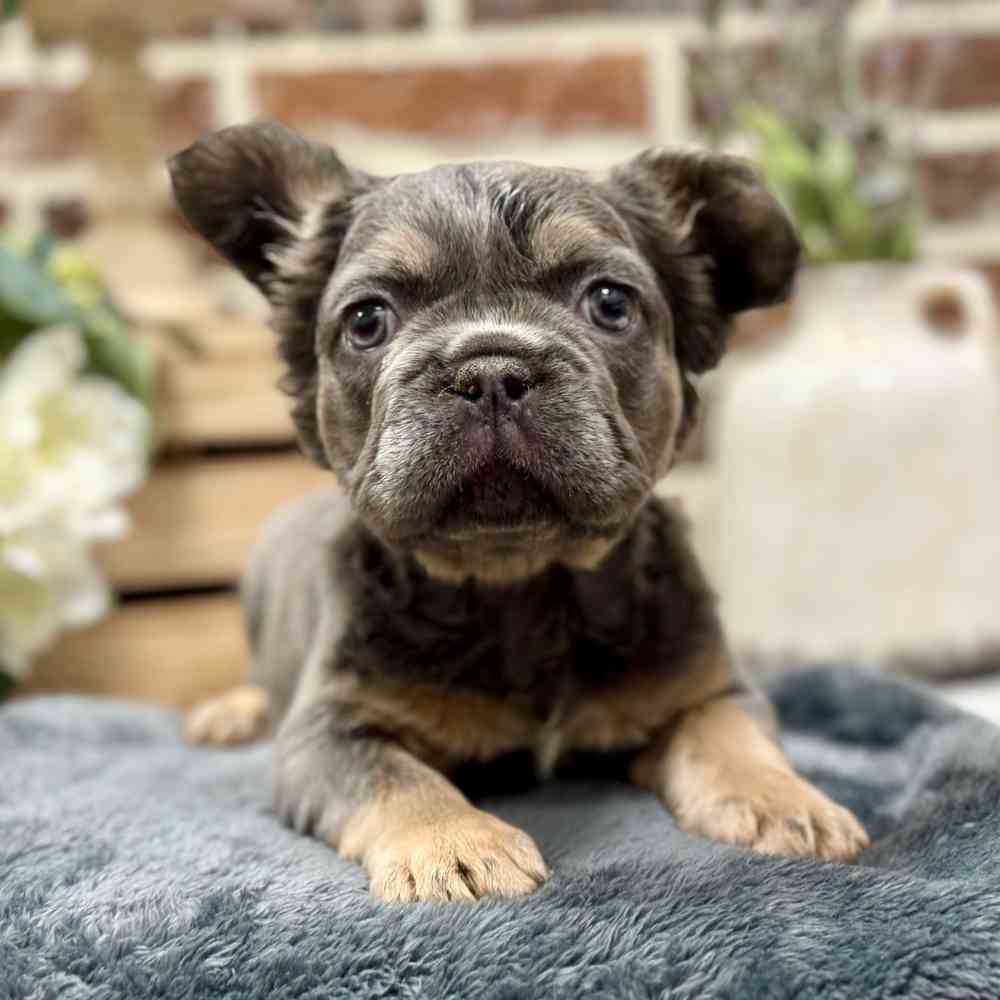 Female French Bulldog puppy for sale at Shake A Paw Union.