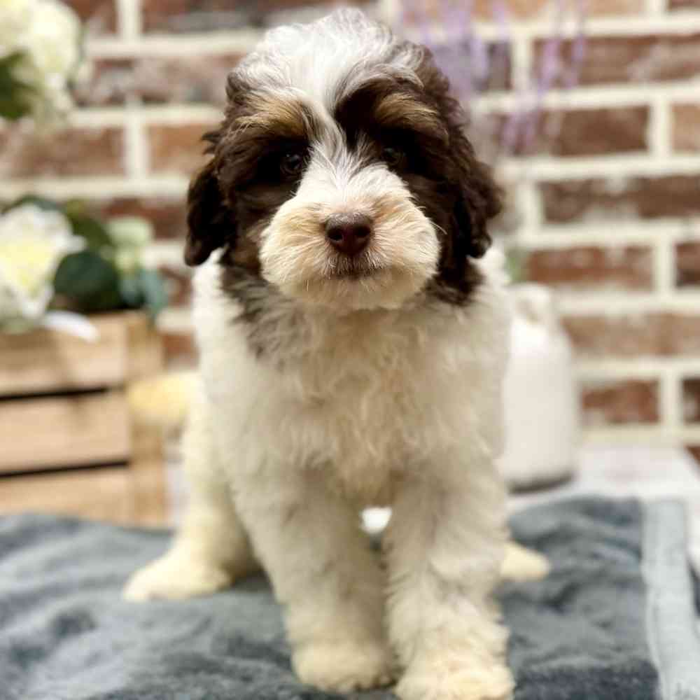 Male Mini Bernedoodle 2Nd Gen puppy for sale at Shake A Paw Union.