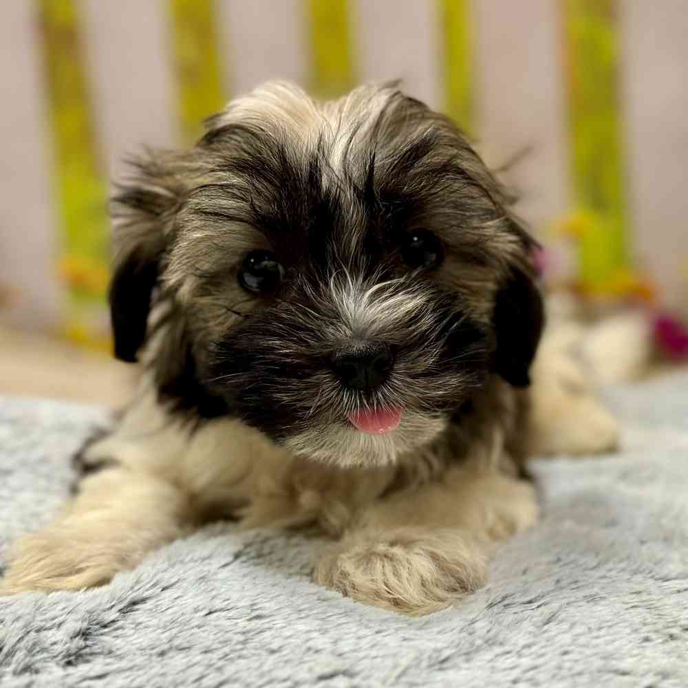 Male Havanese puppy for sale at Shake A Paw Union.