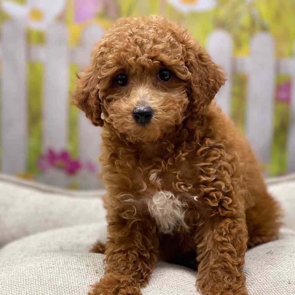 Female Poodle puppy for sale at Shake A Paw Union.