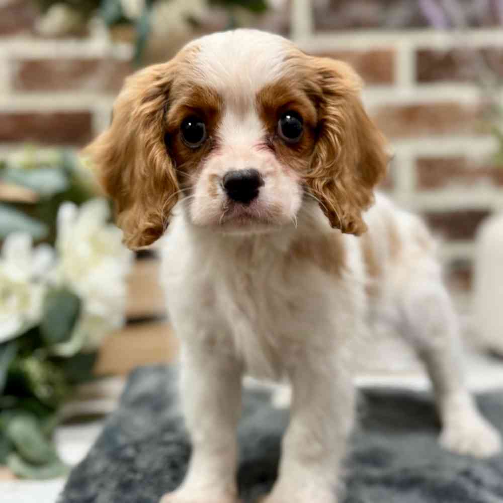 Male Cavalier King Charles Spaniel puppy for sale at Shake A Paw Union.