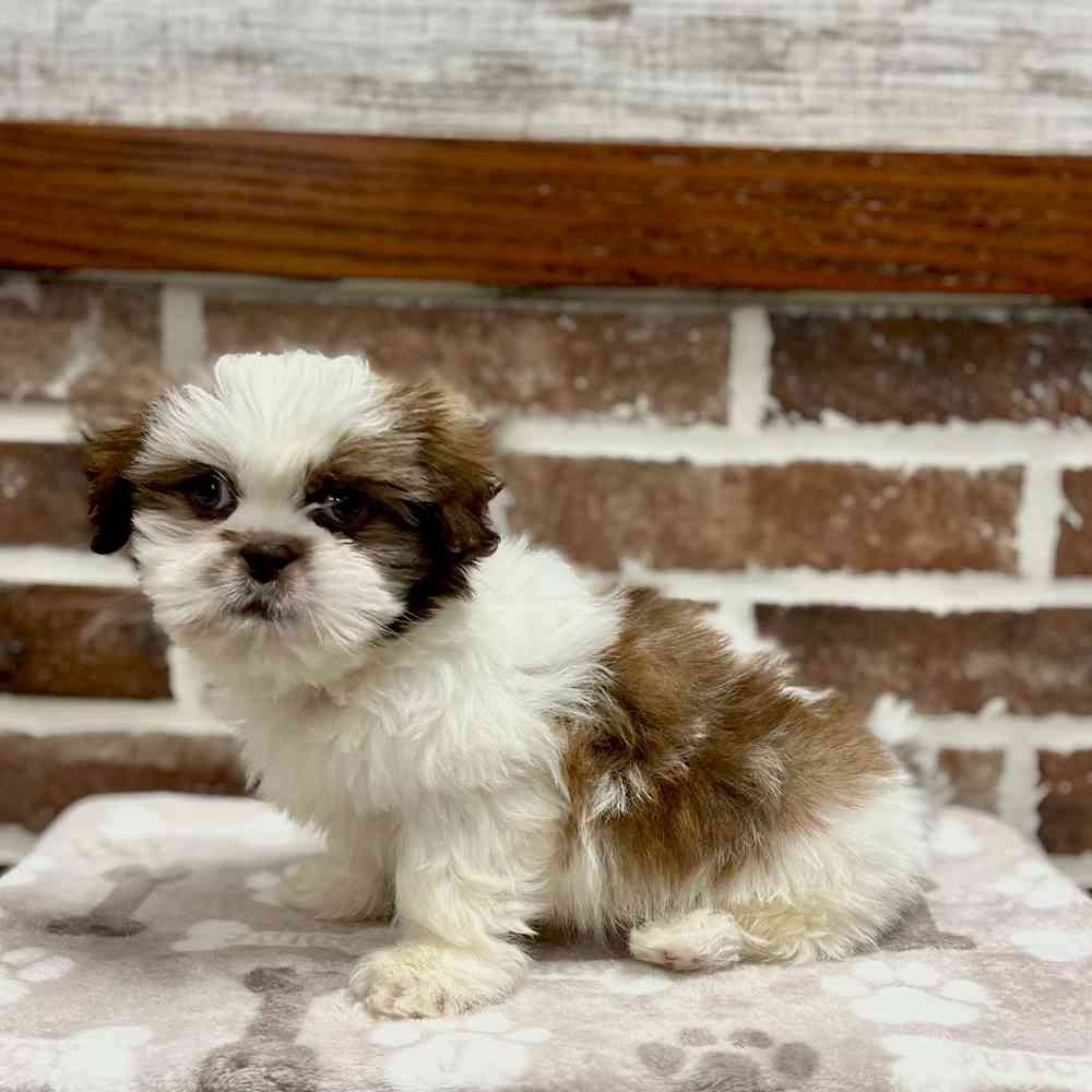 Male Shih Tzu puppy for sale at Shake A Paw Green Brook.