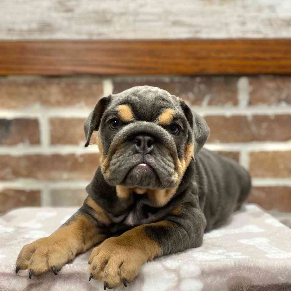 Female English Bulldog puppy for sale at Shake A Paw Green Brook.
