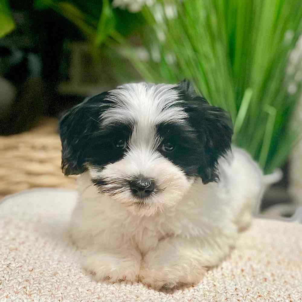 Female Havanese puppy for sale at Shake A Paw Green Brook.