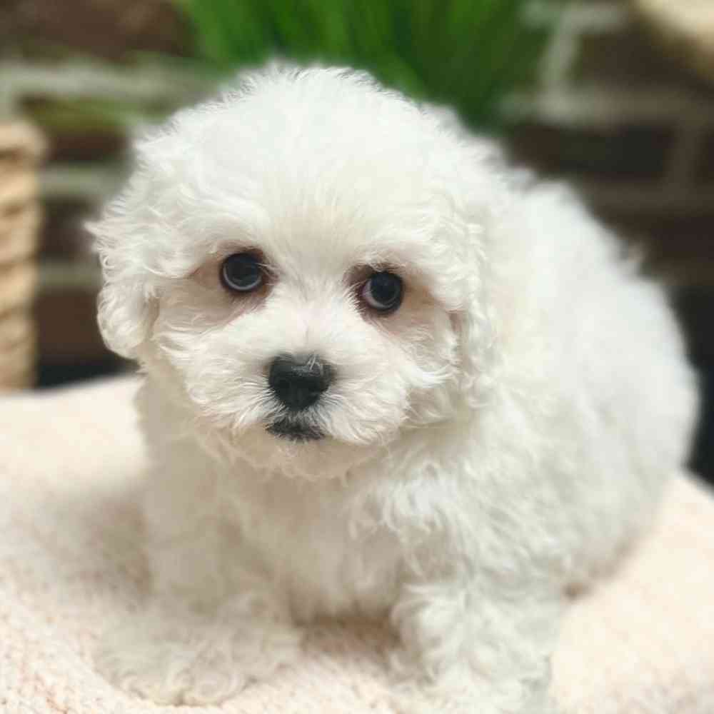 Female Bichon Frise puppy for sale at Shake A Paw Green Brook.