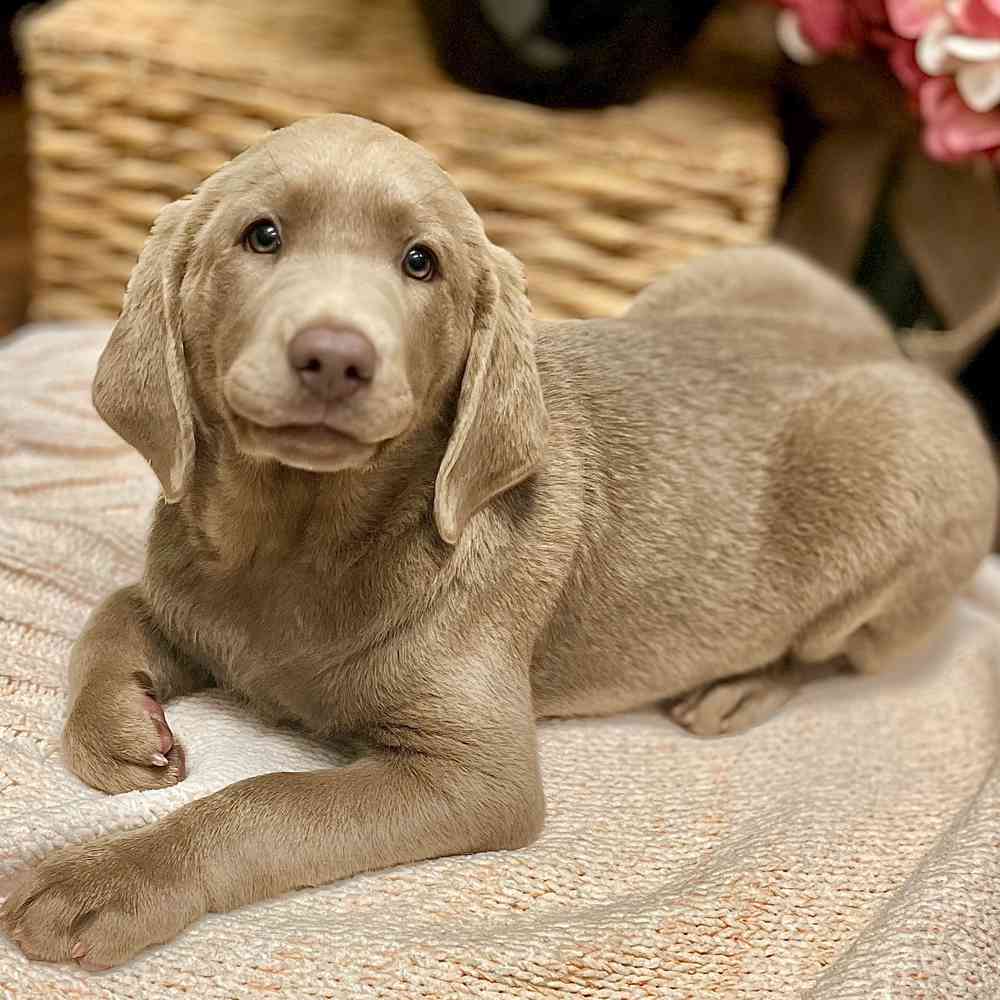 Female Labrador Retriever puppy for sale at Shake A Paw Green Brook.