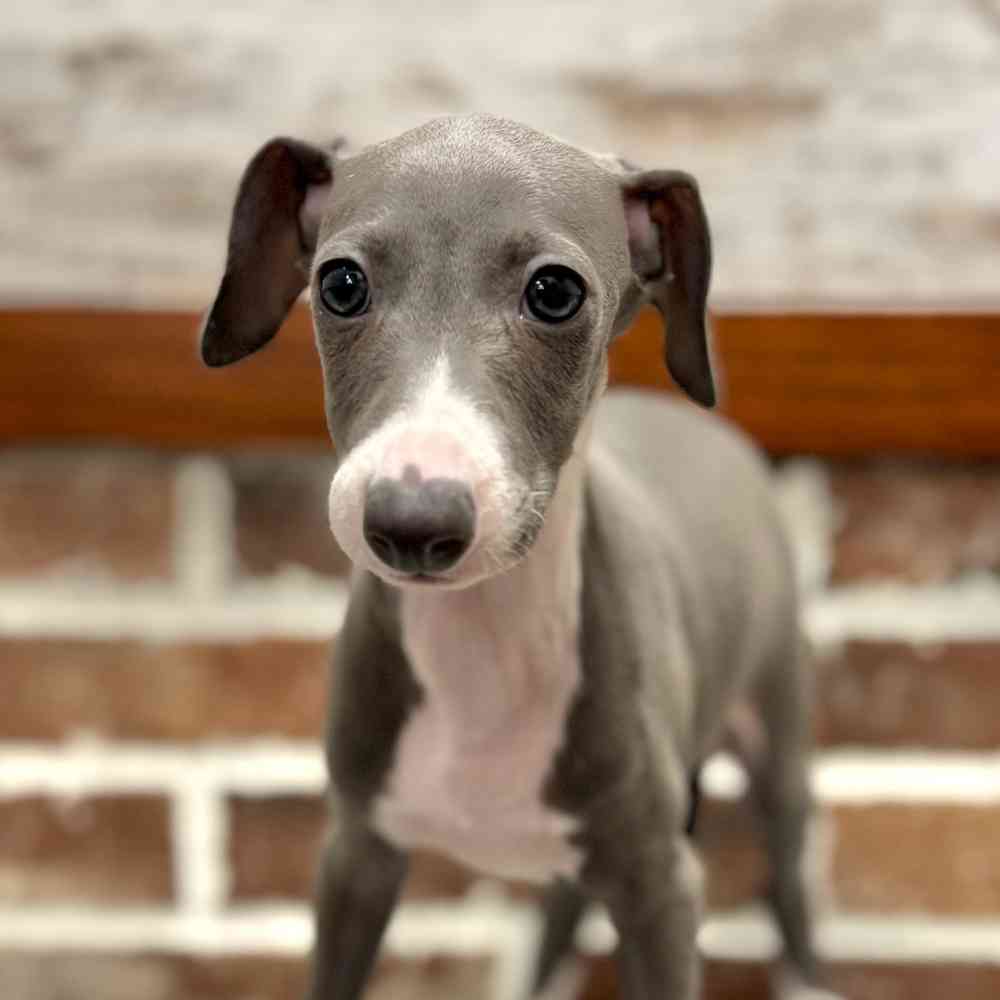 Male Italian Greyhound puppy for sale at Shake A Paw Green Brook.