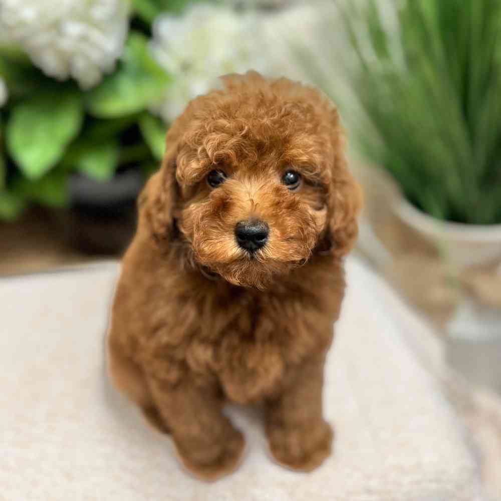 Male Poodle puppy for sale at Shake A Paw Green Brook.