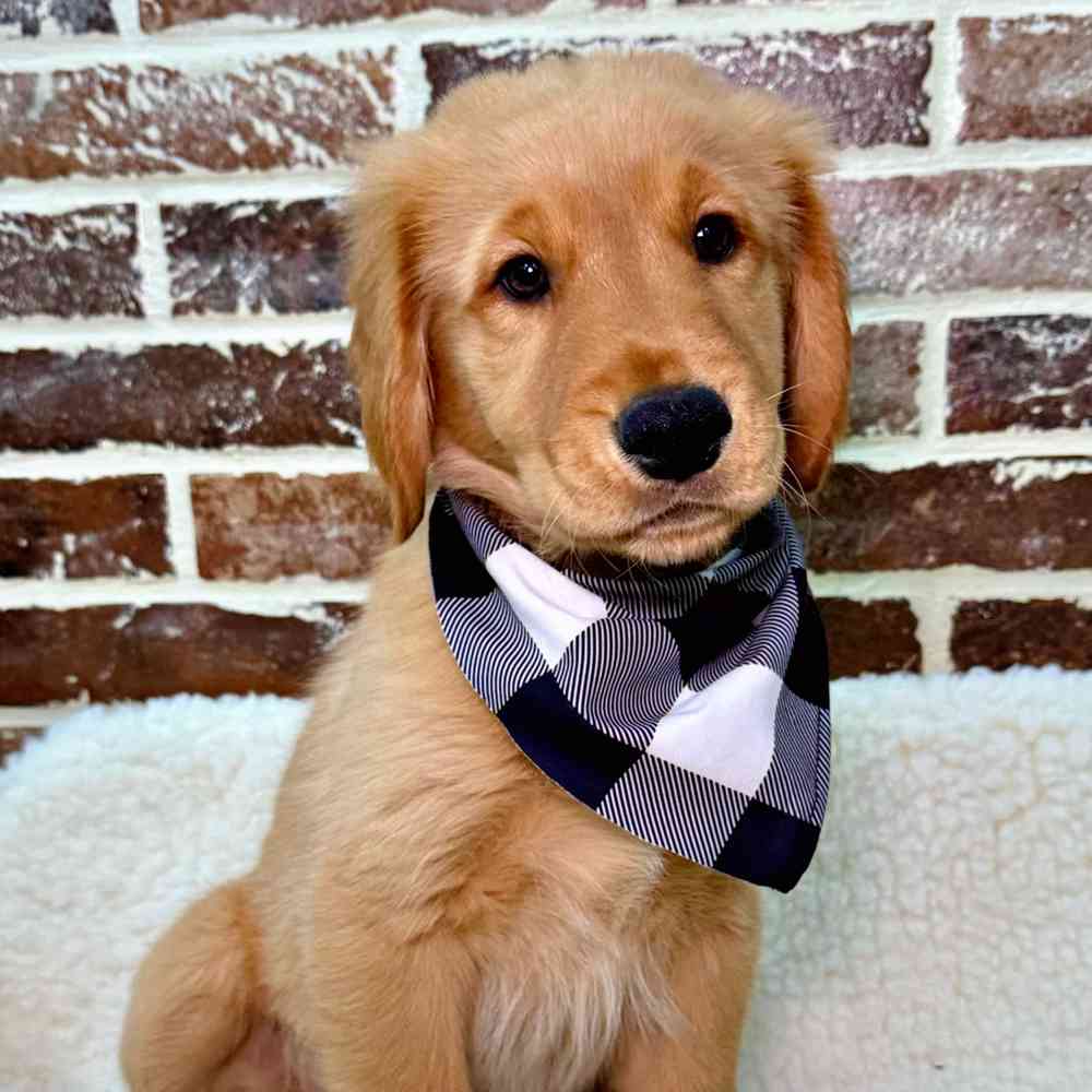 Male Golden Retriever puppy for sale at Shake A Paw Union.