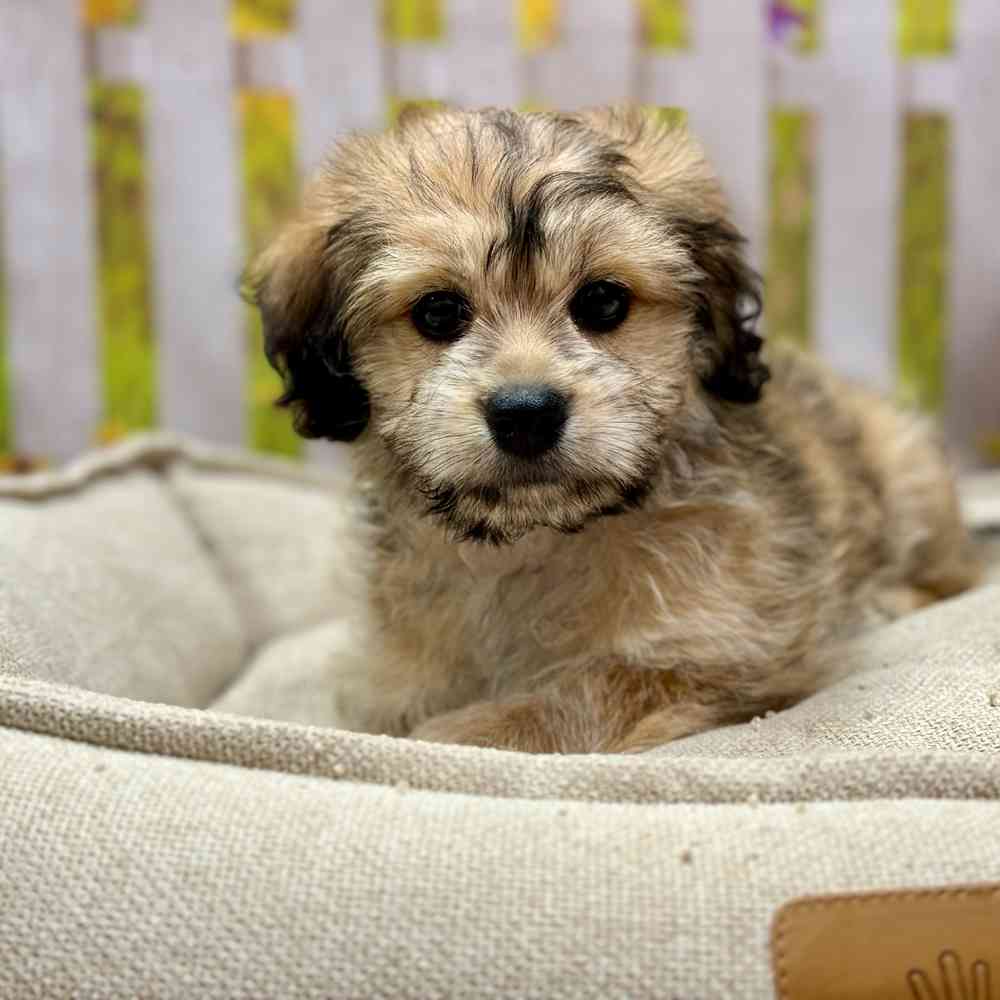 Male Havanese puppy for sale at Shake A Paw Union.
