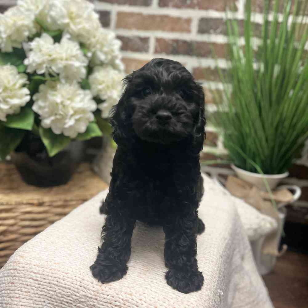 Female Cockapoo puppy for sale at Shake A Paw Green Brook.