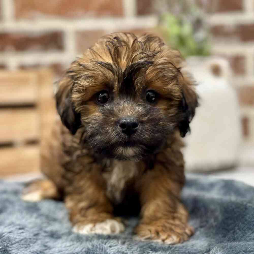 Male Shih Tzu / Poodle puppy for sale at Shake A Paw Union.