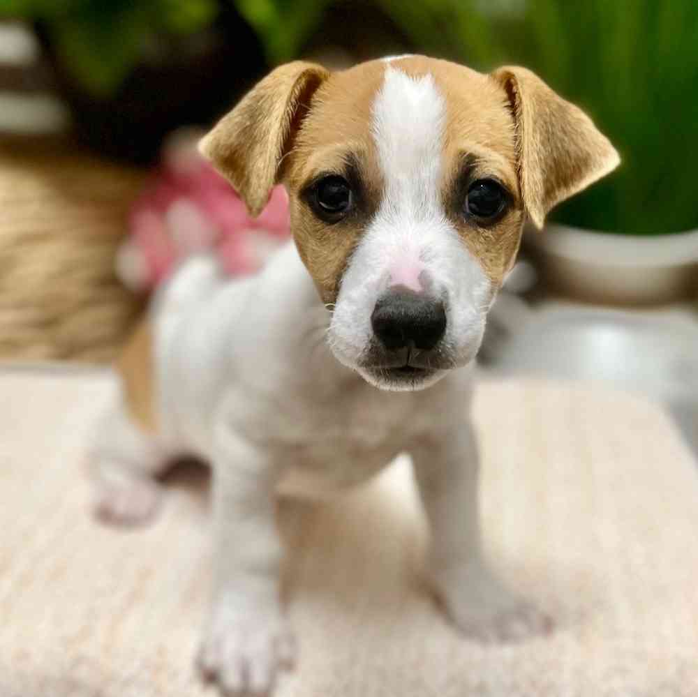 Male Jack Russell Terrier puppy for sale at Shake A Paw Green Brook.