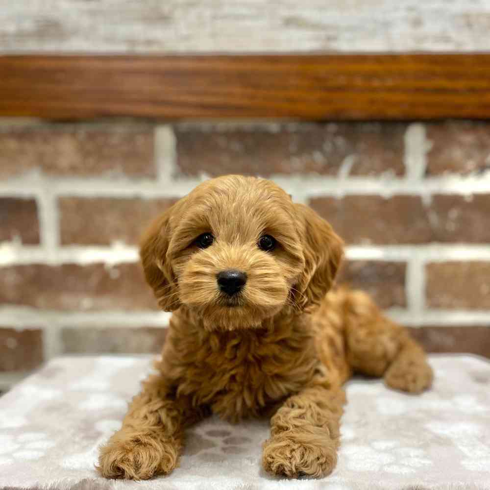 Female Cockapoo 2Nd Gen puppy for sale at Shake A Paw Green Brook.