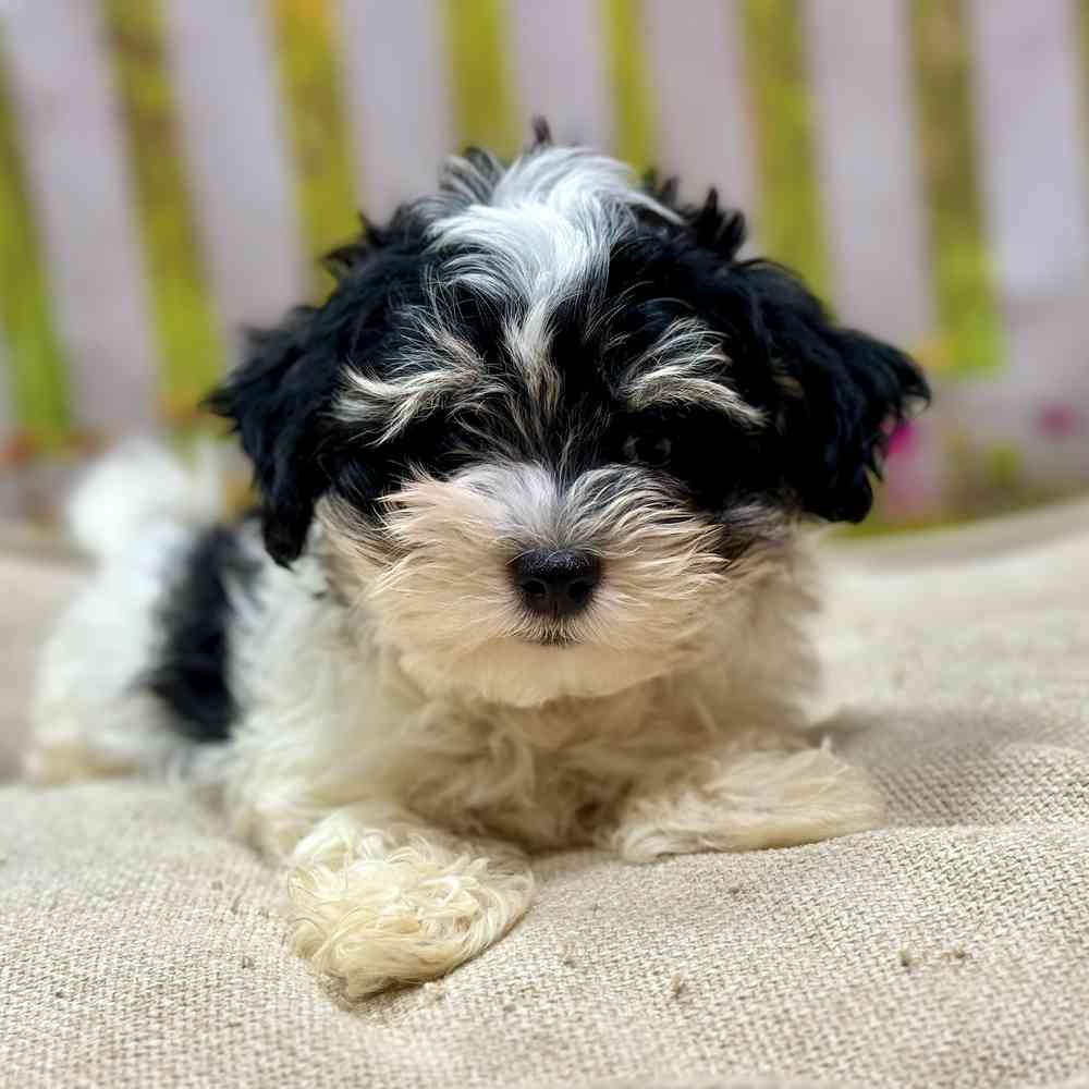 Male Havanese puppy for sale at Shake A Paw Union.