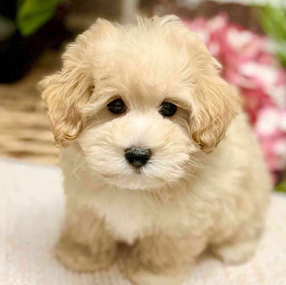 Male Maltipoo puppy for sale at Shake A Paw Green Brook.