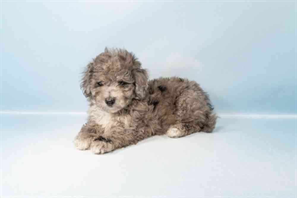 Male Mini Goldendoodle puppy for sale at Shake A Paw Union.