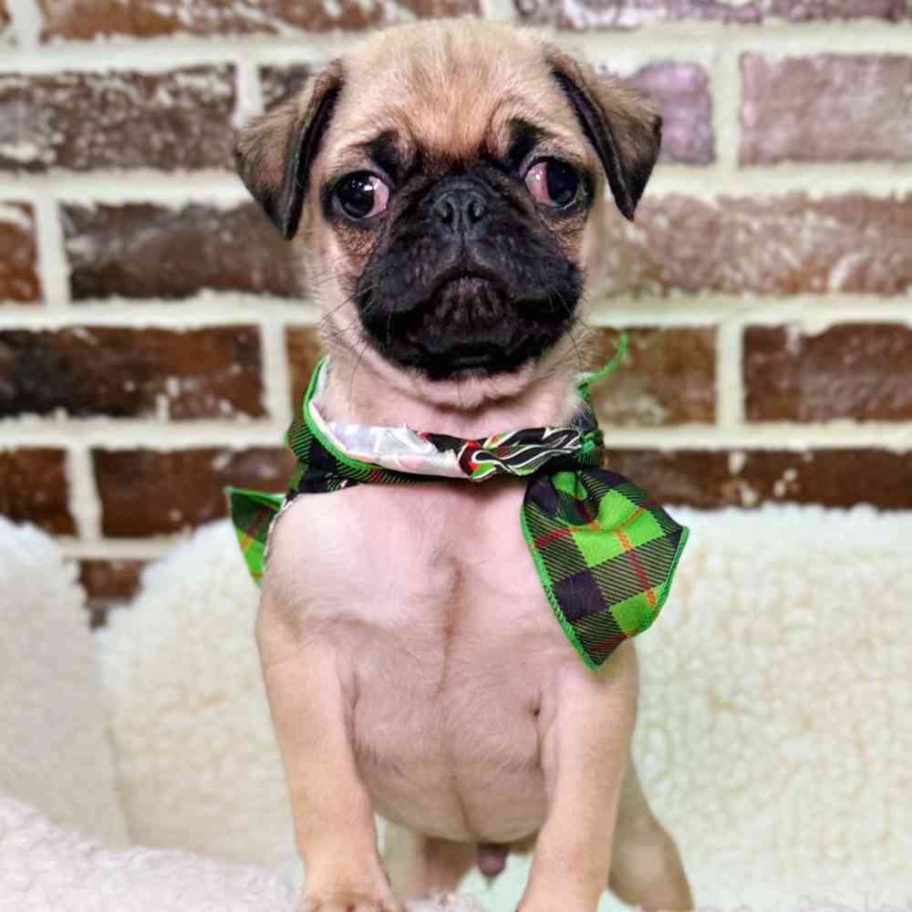 Male Pug puppy for sale at Shake A Paw Union.