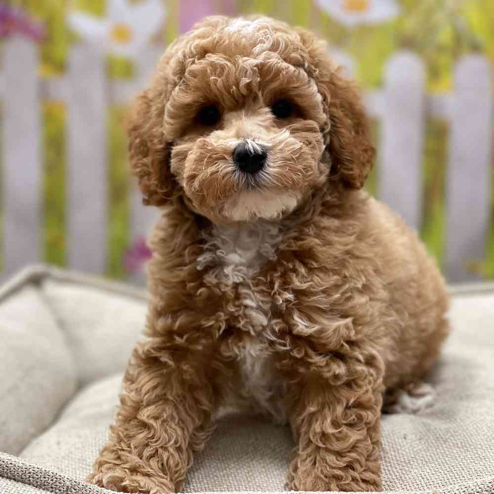 Male Poodle puppy for sale at Shake A Paw Union.