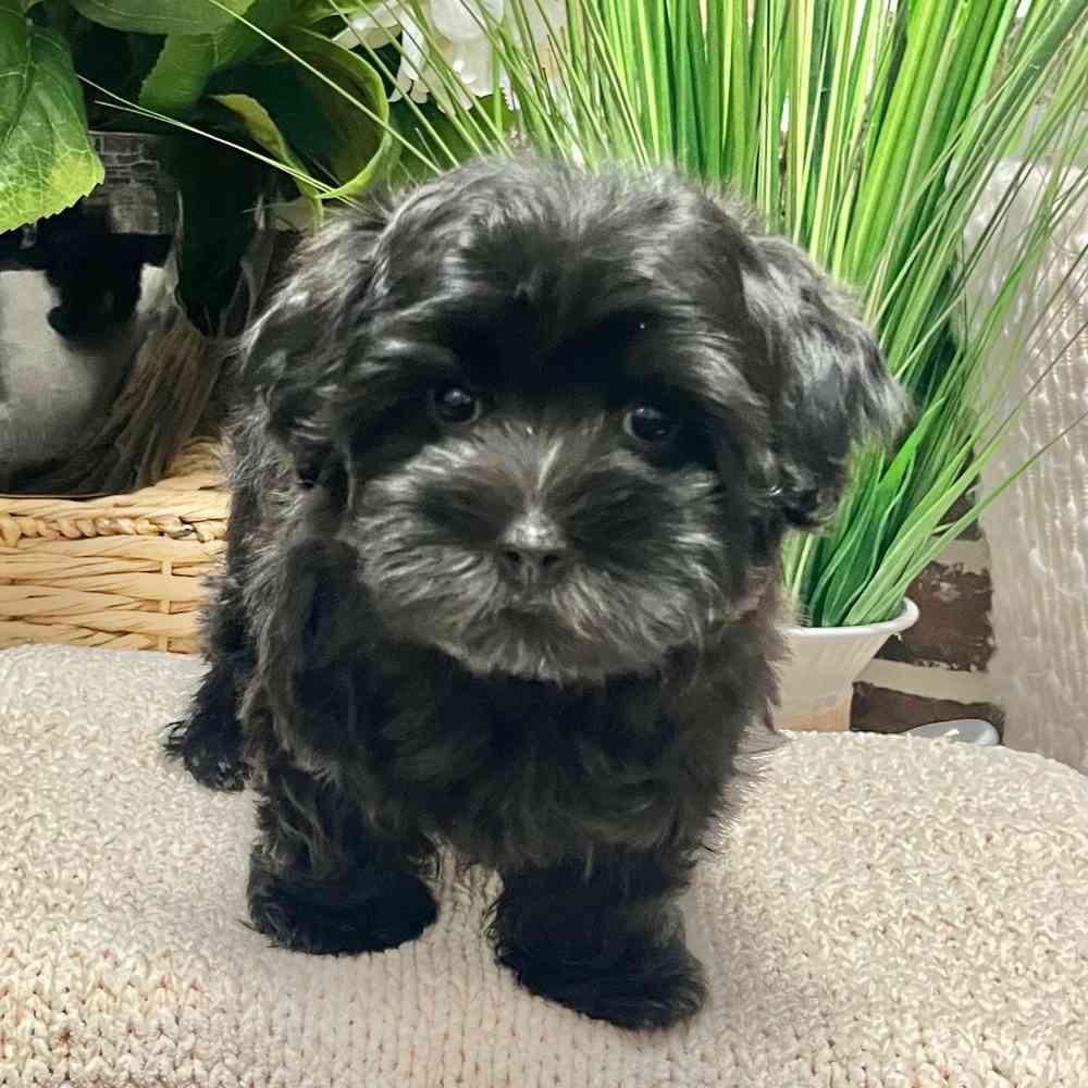 Male Maltese / Yorkie puppy for sale at Shake A Paw Green Brook.