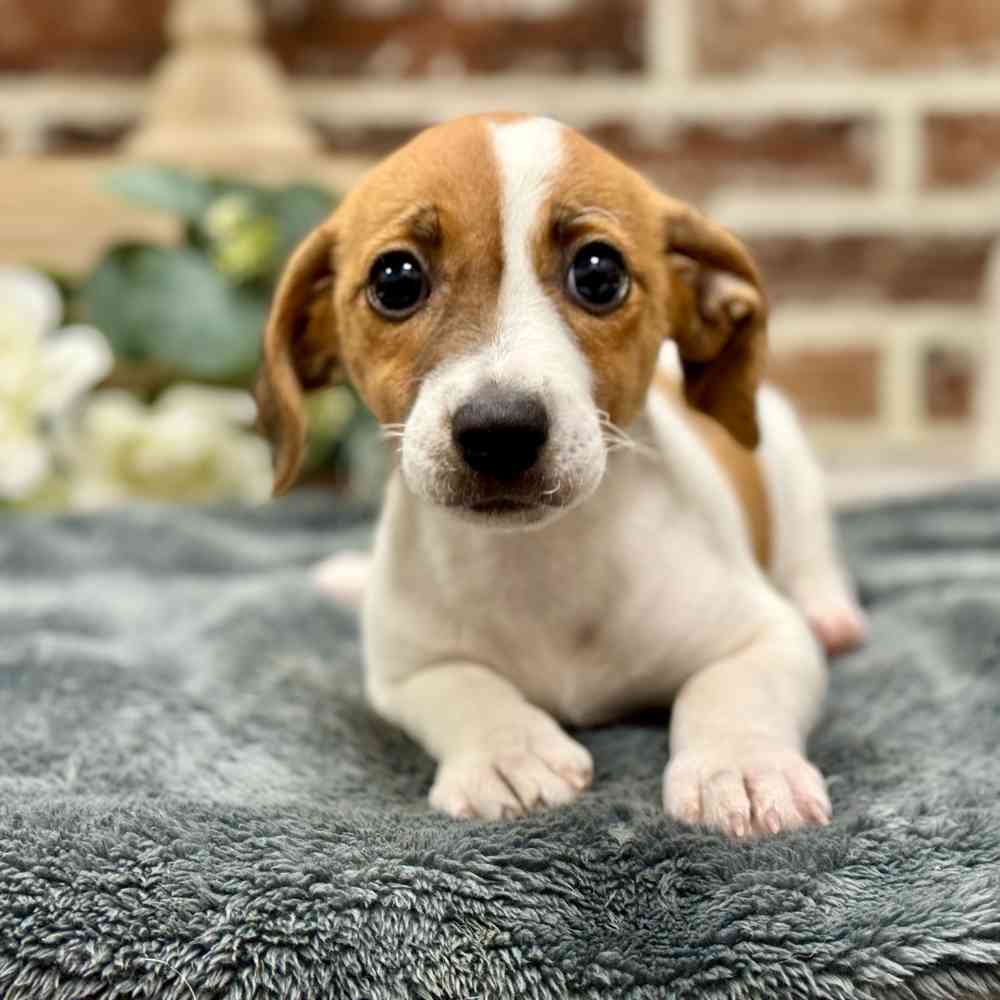 Female Jack Russell Terrier puppy for sale at Shake A Paw Union.