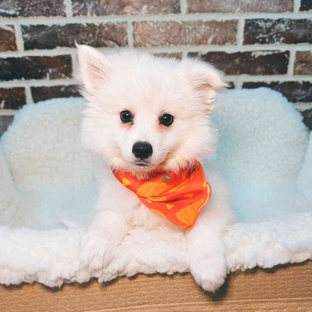 Female American Eskimo puppy for sale at Shake A Paw Union.