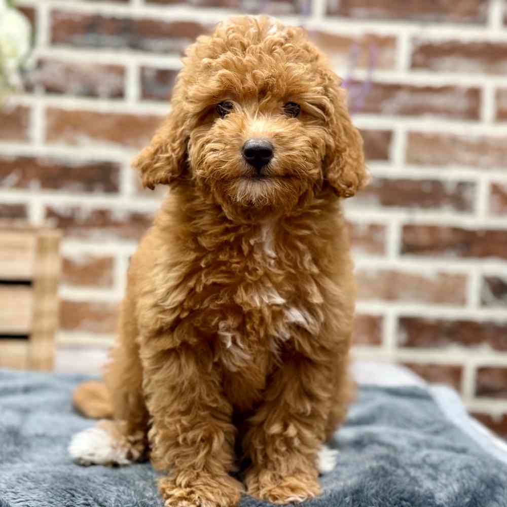 Female Mini Goldendoodle 2Nd Gen puppy for sale at Shake A Paw Union.