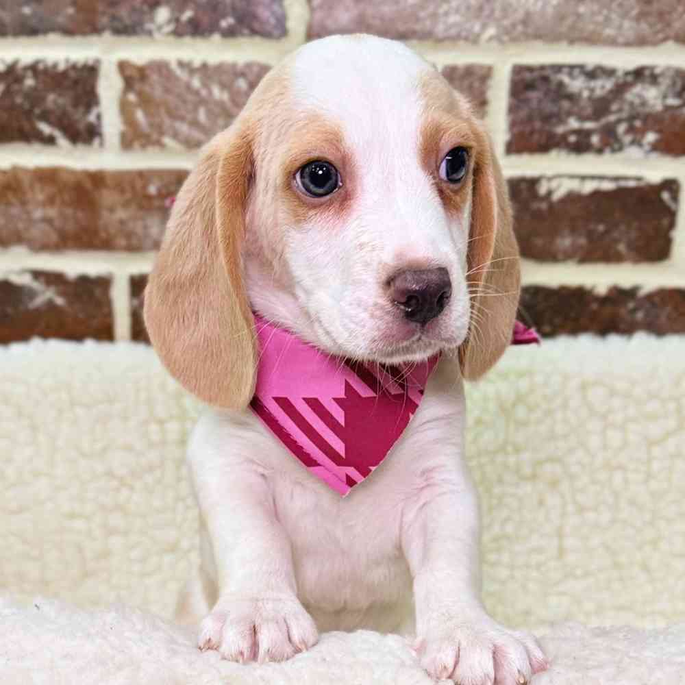 Male Beagle puppy for sale at Shake A Paw Union.