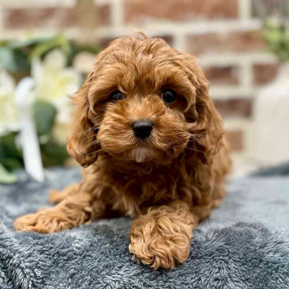 Female Cavapoo puppy for sale at Shake A Paw Union.