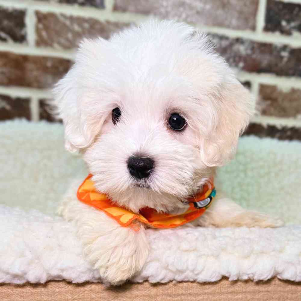 Male Havanese puppy for sale at Shake A Paw Union.