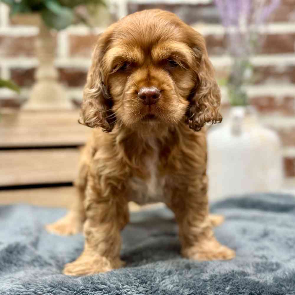 Male Cocker Spaniel puppy for sale at Shake A Paw Union.
