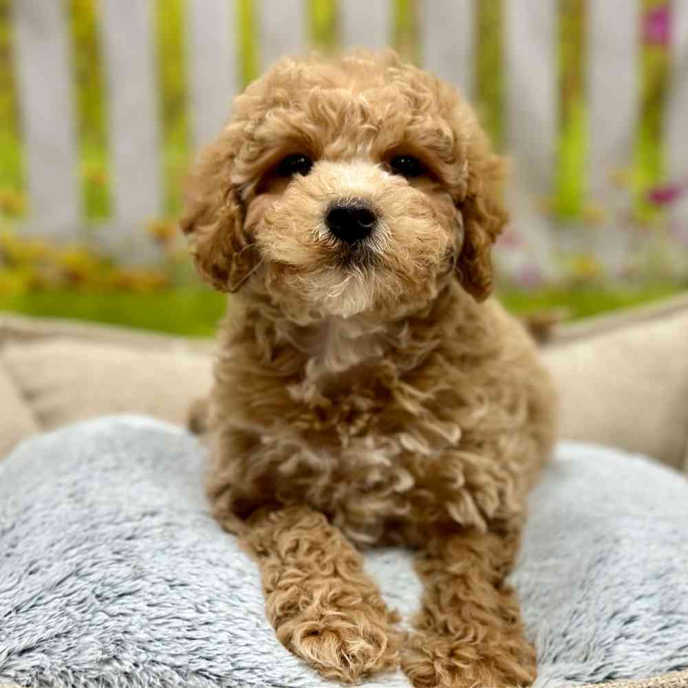 Female Cavapoo puppy for sale at Shake A Paw Union.