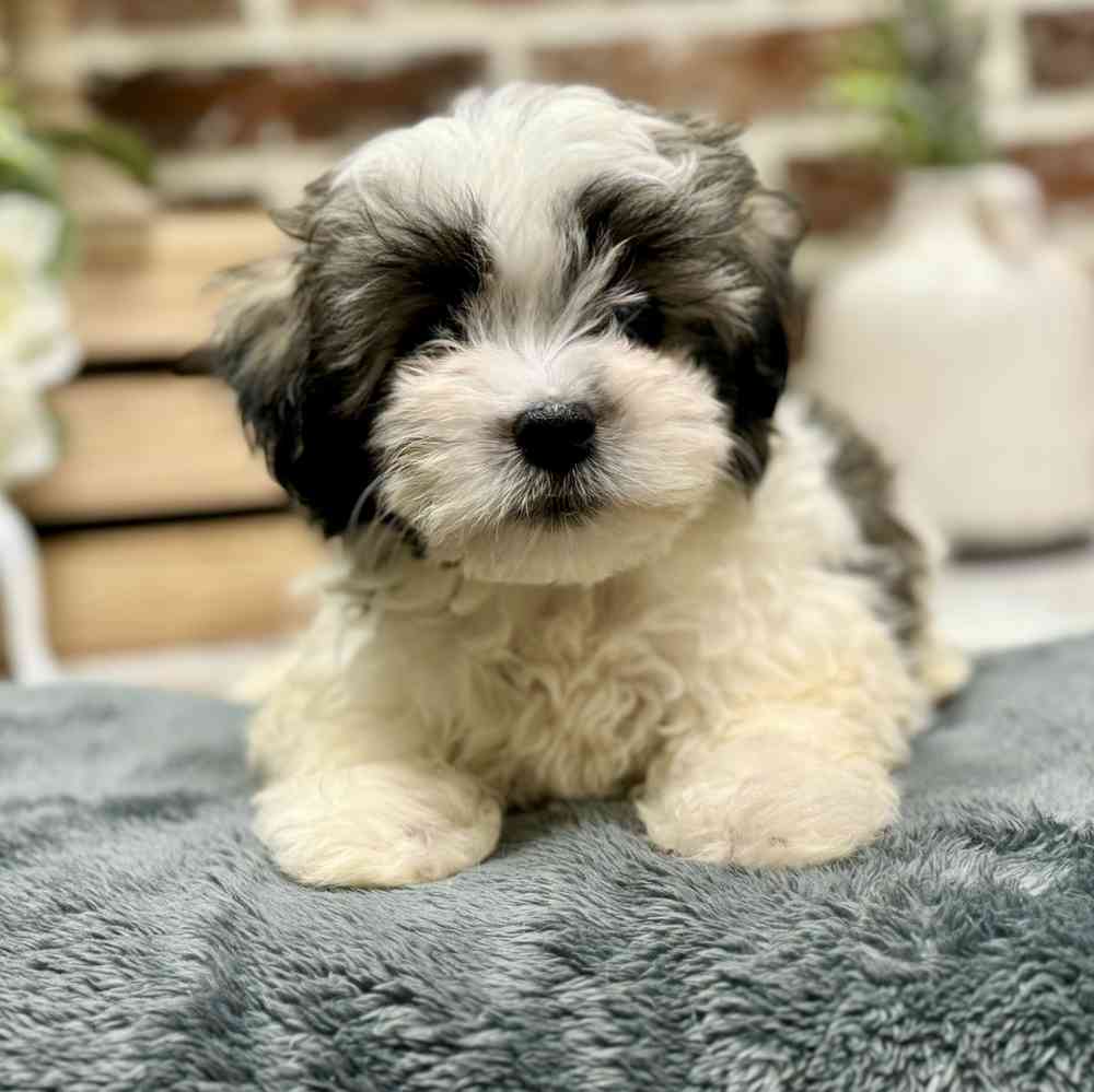 Male Havanese puppy for sale at Shake A Paw Union.