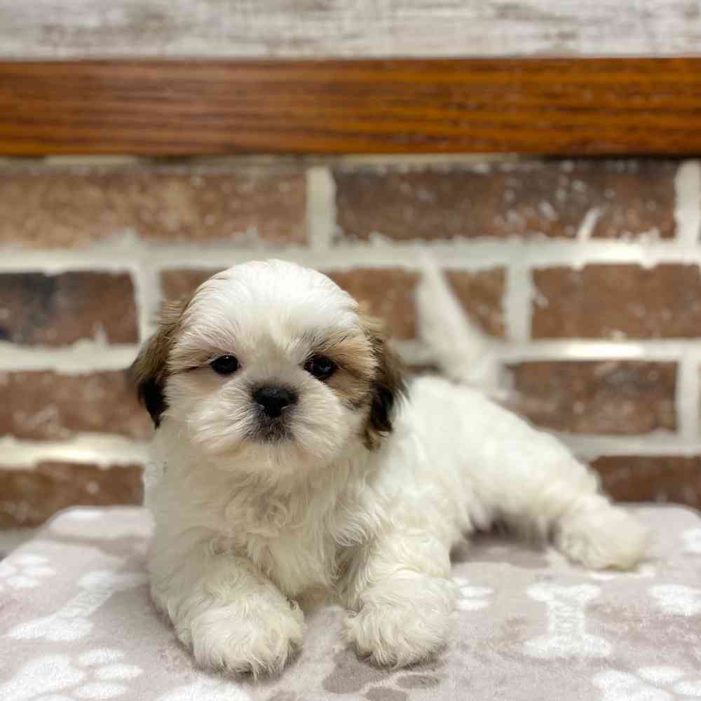 Female Shih Tzu / Bichon puppy for sale at Shake A Paw Green Brook.