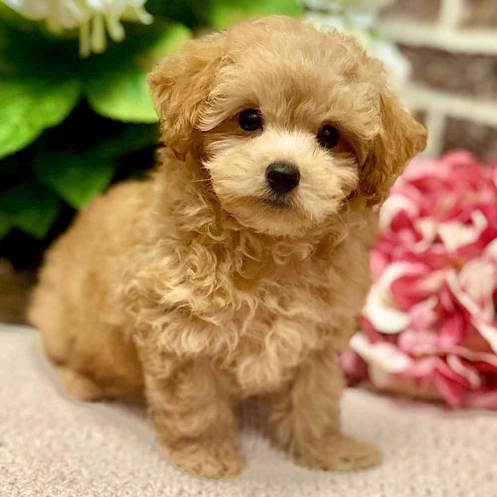 Male Maltipoo puppy for sale at Shake A Paw Green Brook.