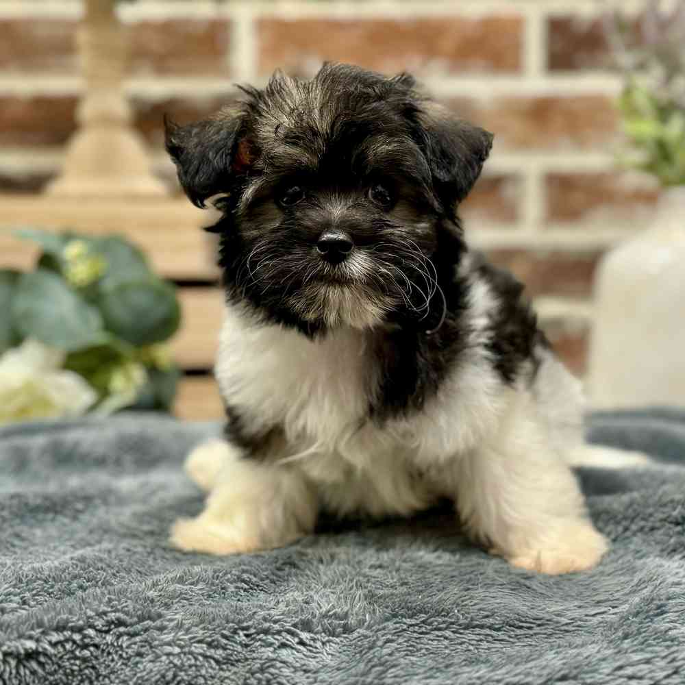 Male Coton/Poodle puppy for sale at Shake A Paw Union.