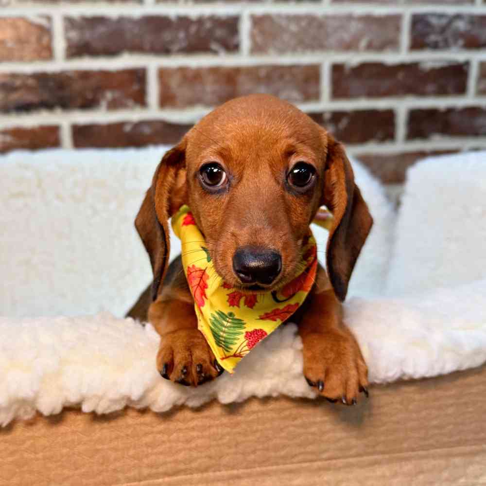 Female Dachshund puppy for sale at Shake A Paw Union.