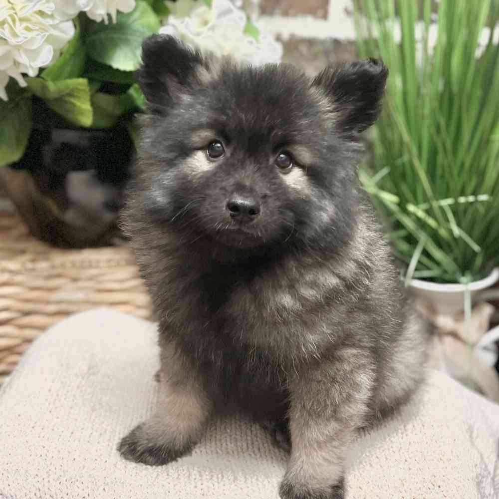 Male Keeshond puppy for sale at Shake A Paw Green Brook.