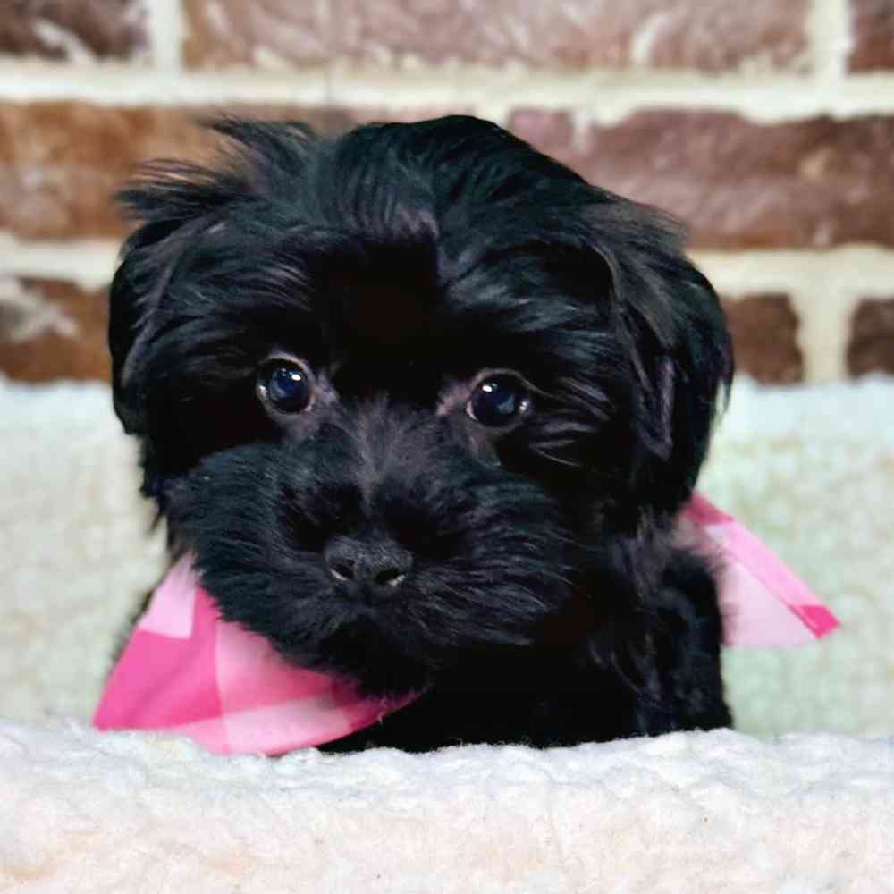 Female Maltese / Yorkie puppy for sale at Shake A Paw Union.