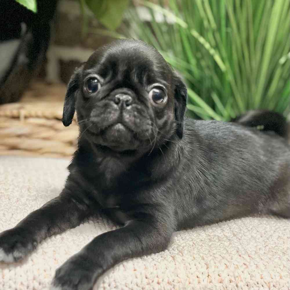 Male Pug puppy for sale at Shake A Paw Green Brook.