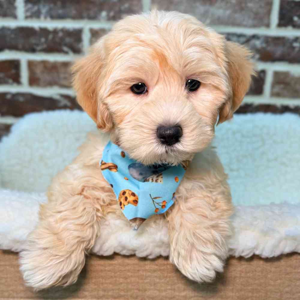 Male Maltese / Yorkie puppy for sale at Shake A Paw Union.